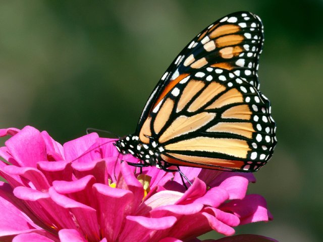 ATK-Butterfly
