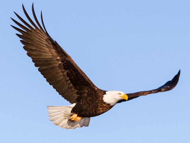 ATK-Eagle-side