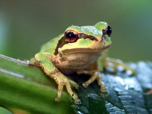ATK-Frog