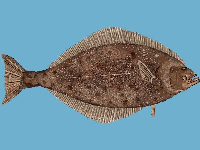 ATK-Halibut