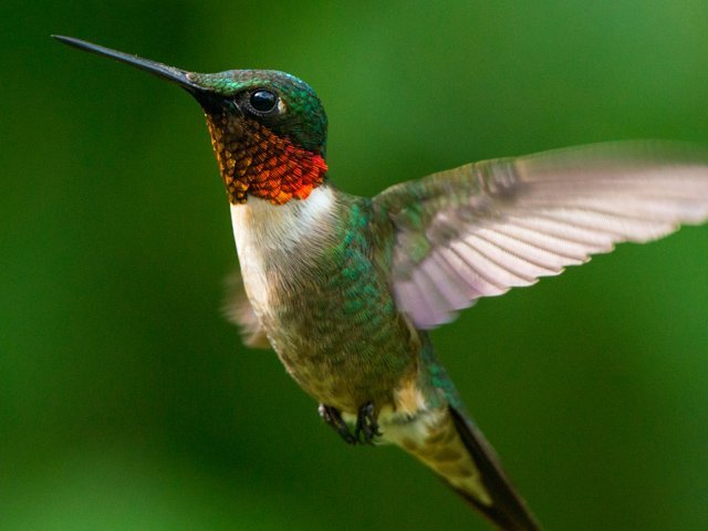 ATK-Hummingbird