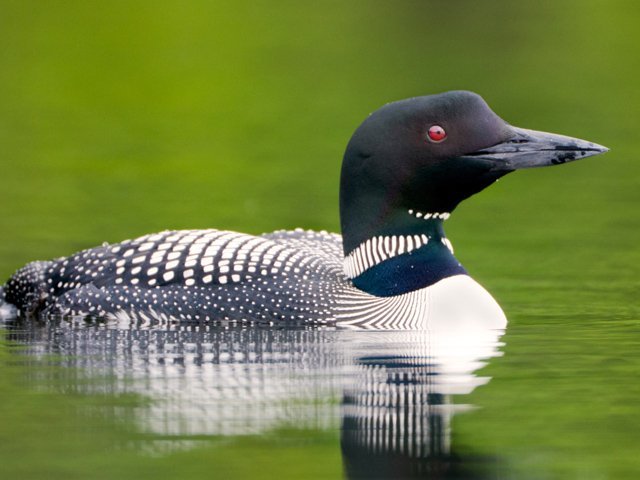 ATK-Loon