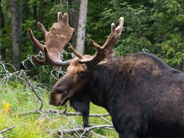 ATK-Moose