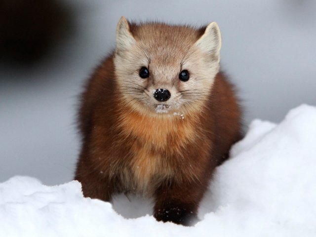 ATK-Pine-Marten