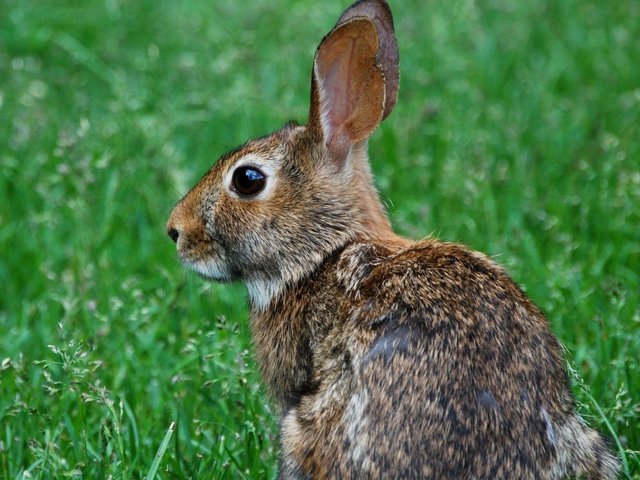 ATK-Rabbit
