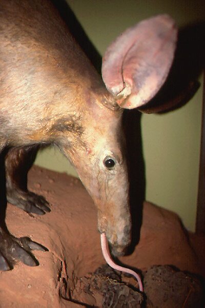An Aardvark’s Tongue