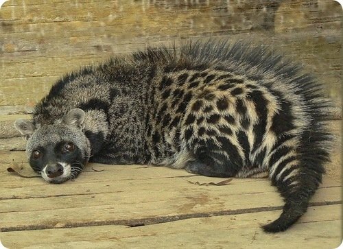 African civet