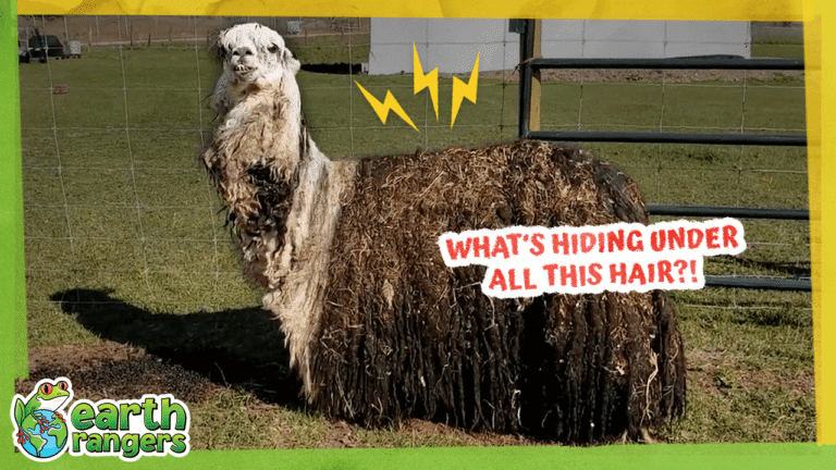 Super Hairy Animal is Covered in Bugs and… Metal?