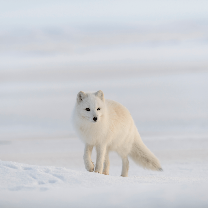 The Arctic Fox Project
