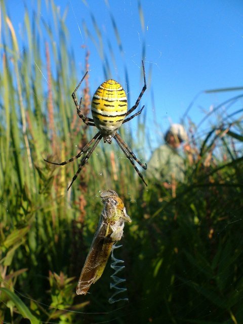 © Sylvain Giguère – Argiope trifasciata