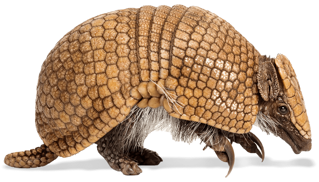 Armadillo Armadillo