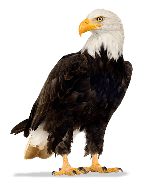 Bald Eagle Bald Eagle