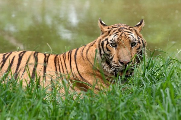 Bengal tiger