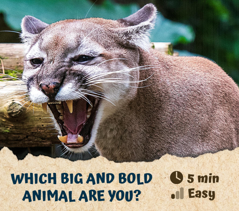 Which big and bold animal are you?