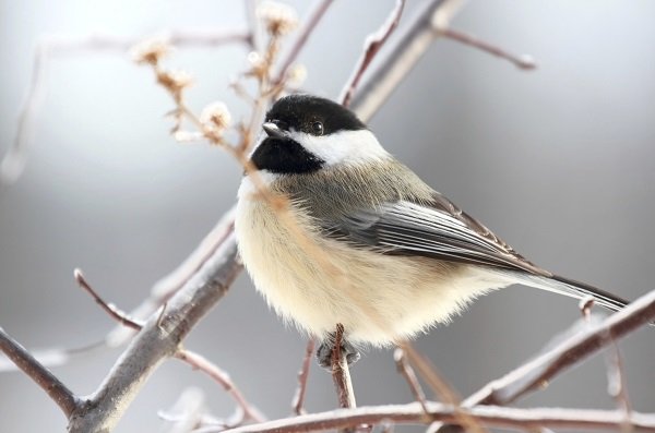 Black capped chickadee