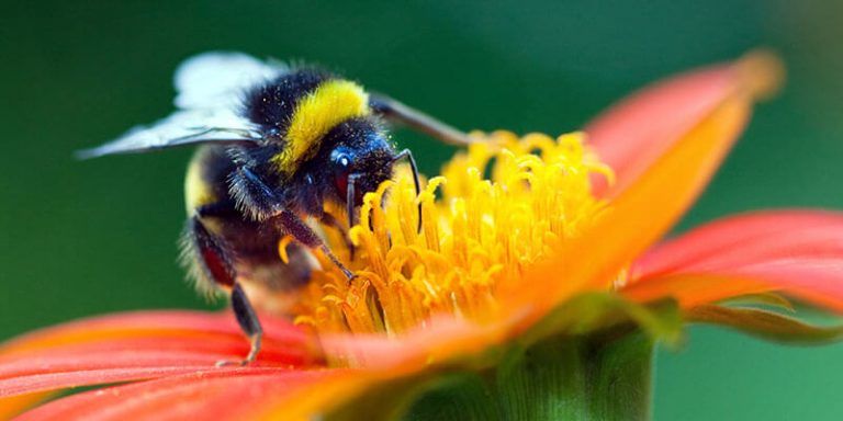 Get the Buzz on Bumblebees!