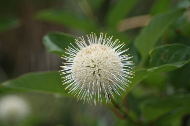 © Environment Canada – Button bush flower