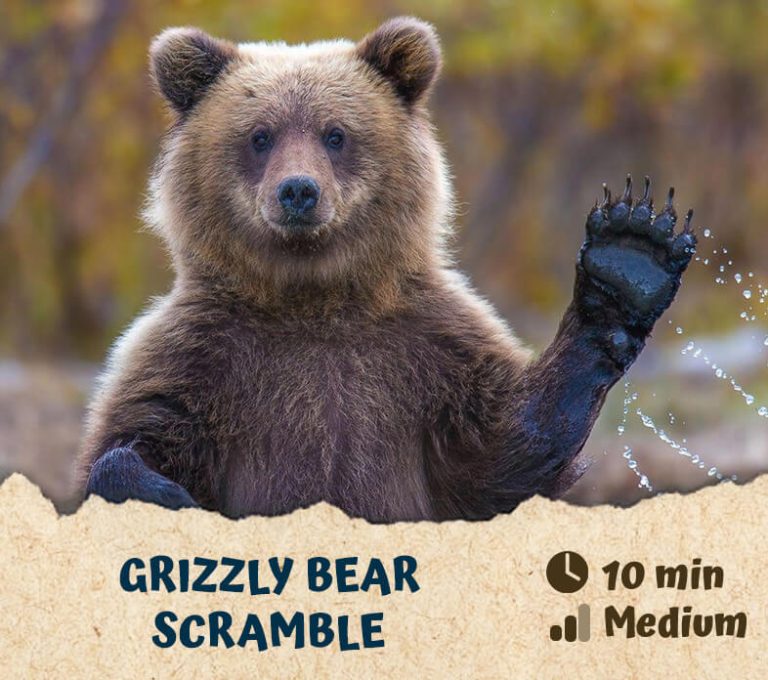 Grizzly Bear Scramble