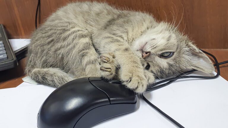Pawsitively Hilarious Jokes #52