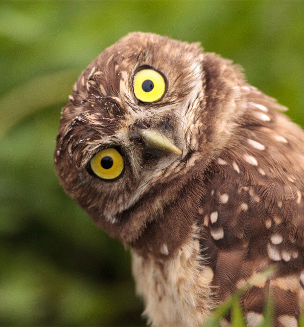 Are you a cat, owl, squirrel, or caribou?