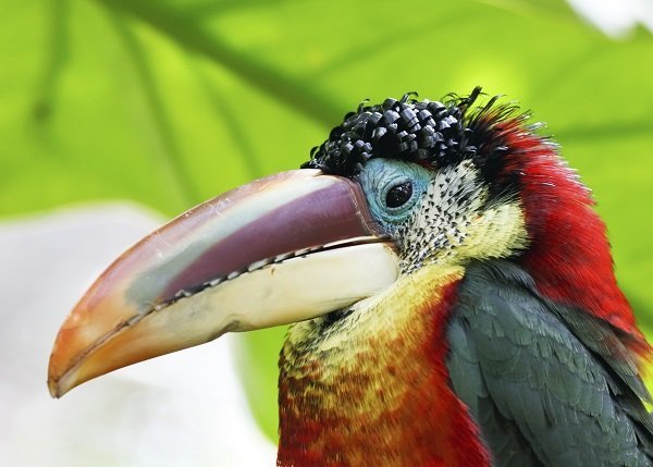 Collared Aracari