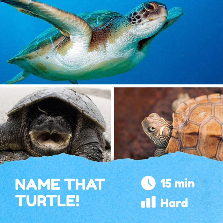 Name That Turtle!