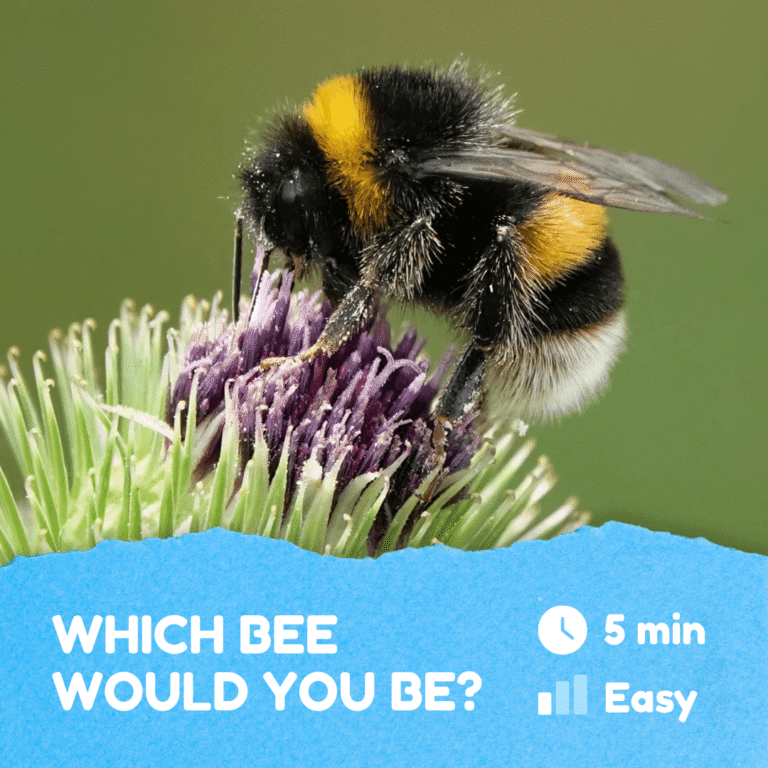 What Kind of BEE Would You BE?
