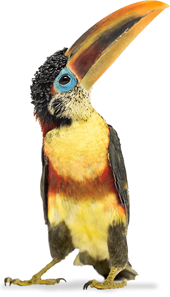 Curl Crested Aracari Curl Crested Aracari
