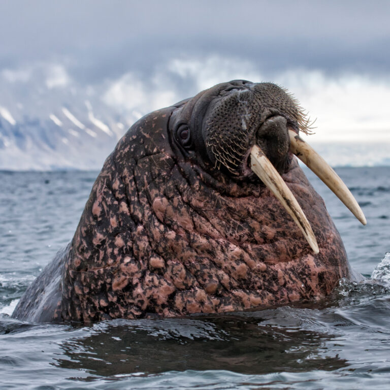 The Walrus Project
