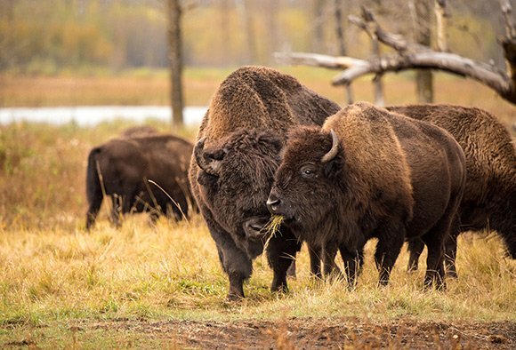 Elk Island2