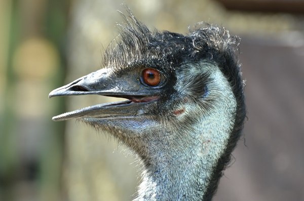 Emu Head from Side