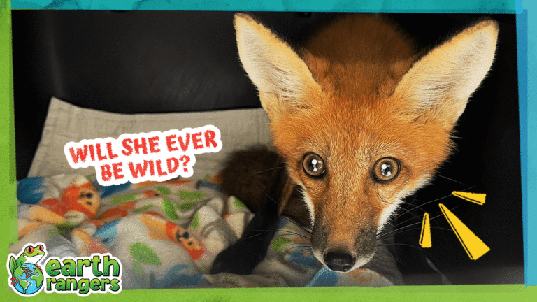 Watch This Baby Fox Grow Big and Turn Red!