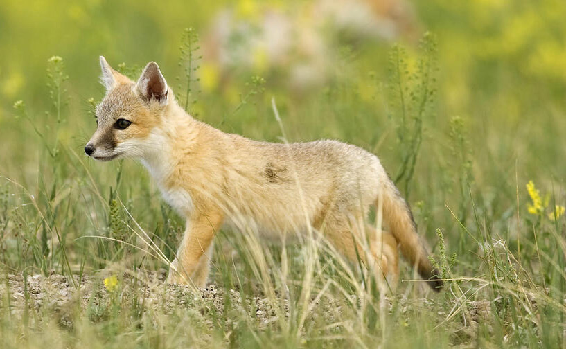 Fundraising for Conservation