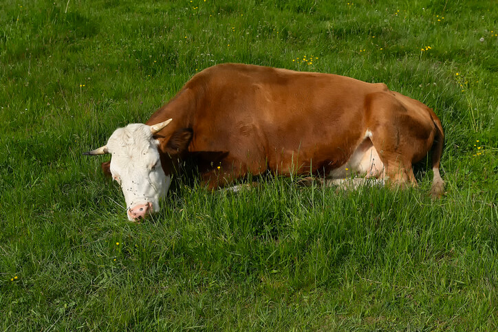 Pawsitively Hilarious Jokes #55