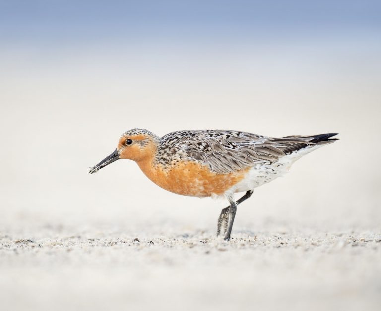 Save a Red Knot This Migratory Bird Day!