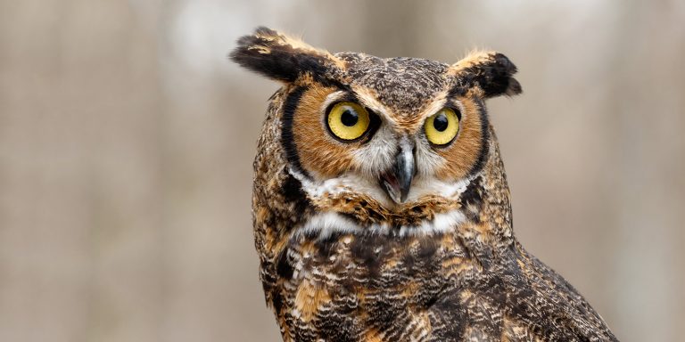 Owl Talk O’Clock