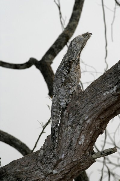 Great_potoo_tree