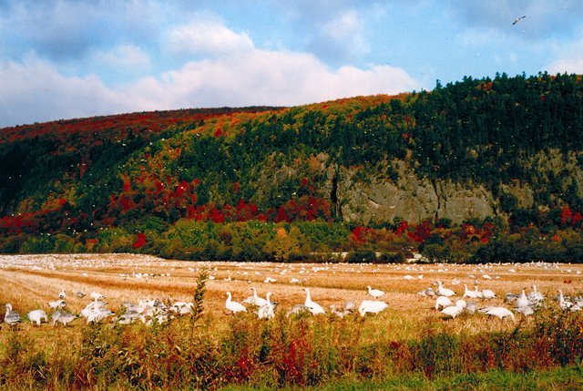 © Christine Lepage – Greater snow geese 