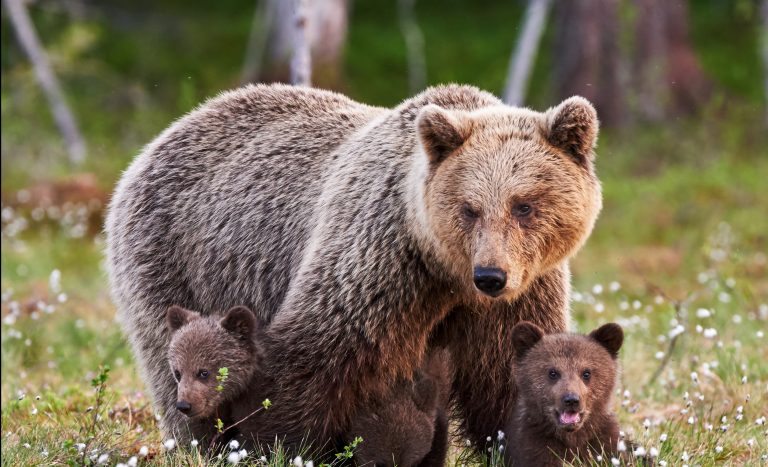 Grizzly Bears: The World’s Best “Social Distancers”!
