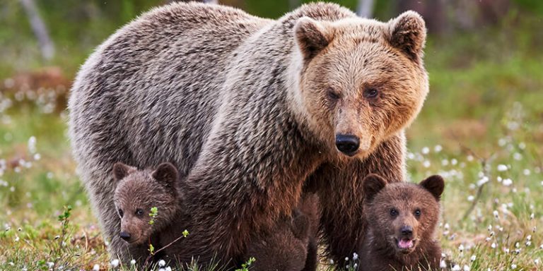 The Great Grizzly