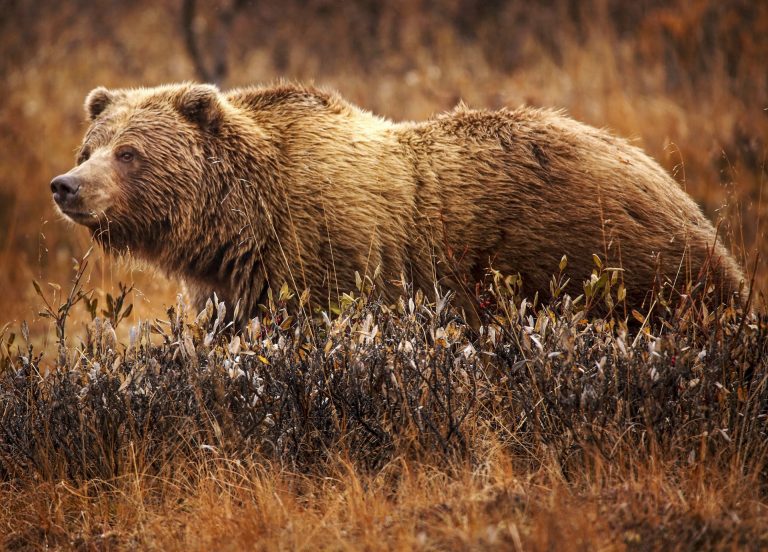 The Great Grizzly Bear