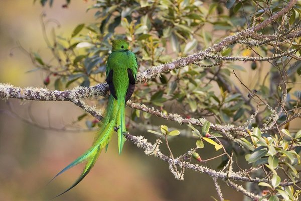 Resplendent Quetzal 