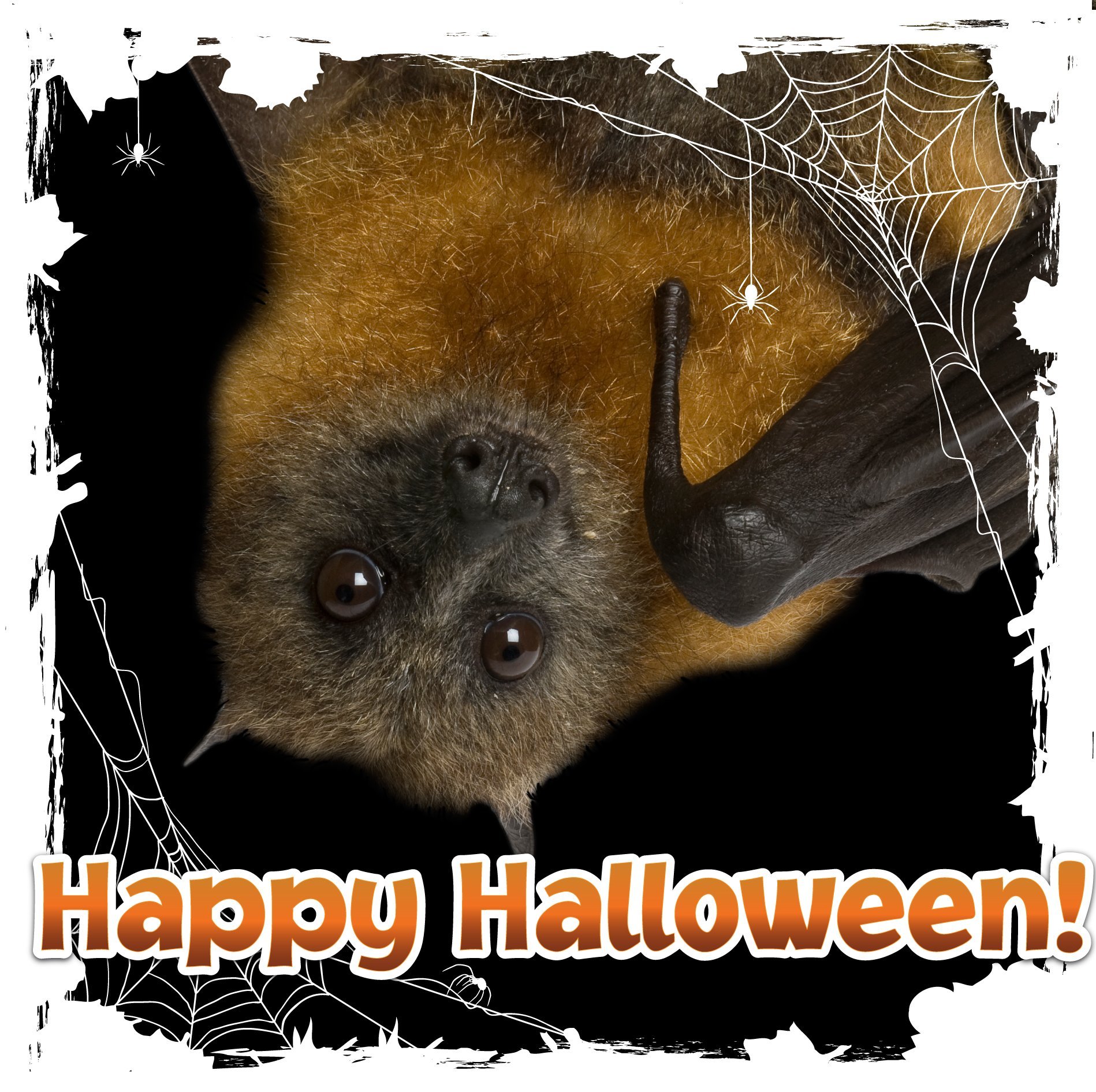 Happy Halloween