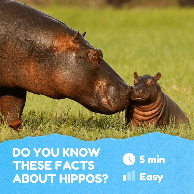 Do You Know These Facts About Hippos?