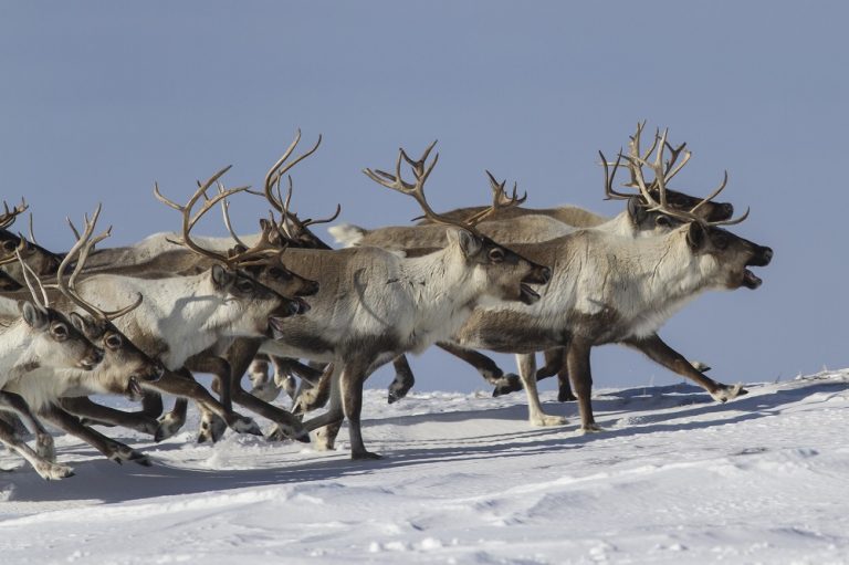 These Hooves Were Made for Walking!