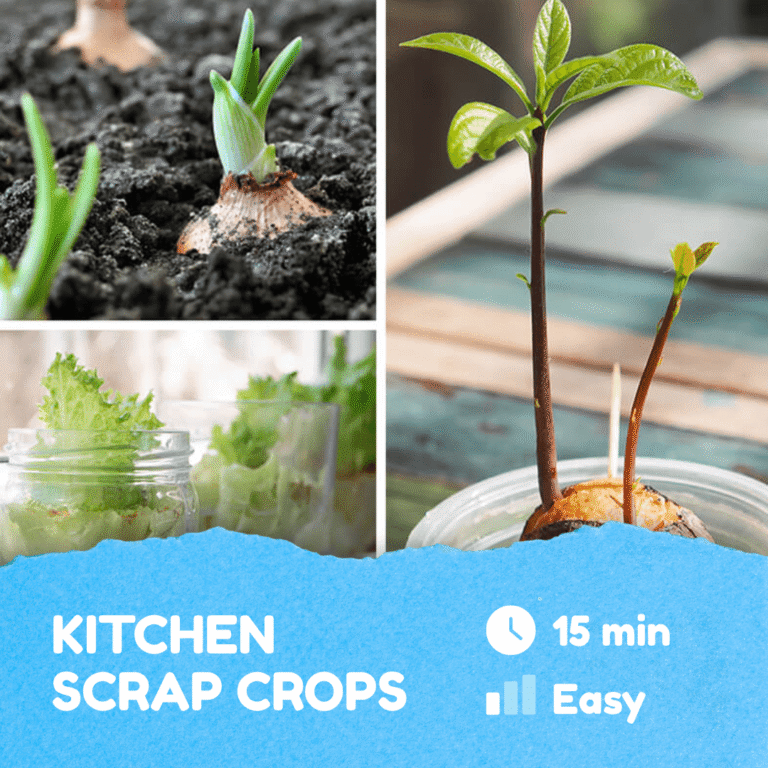 Kitchen Scrap Crops