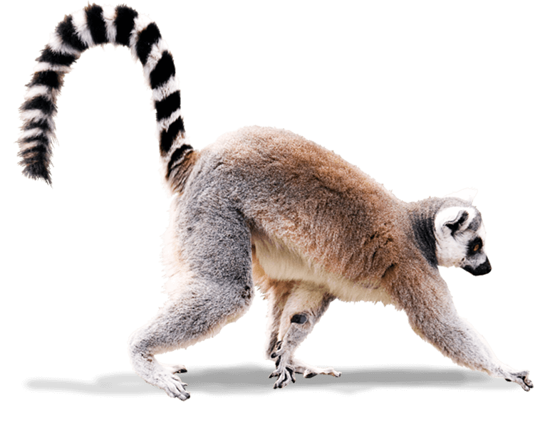 Lemur Lemur