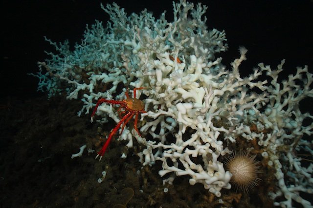 Coral Reefs of Canada: Atlantic Deep-Ocean Coral