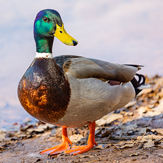 The Mallard Project