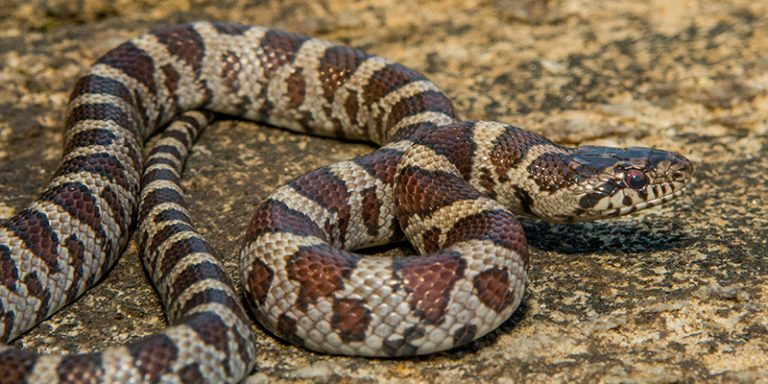 Come Meet the Marvelous Milksnake!